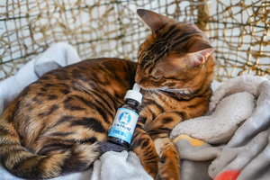 Can CBD Help Cats with Anxiety?