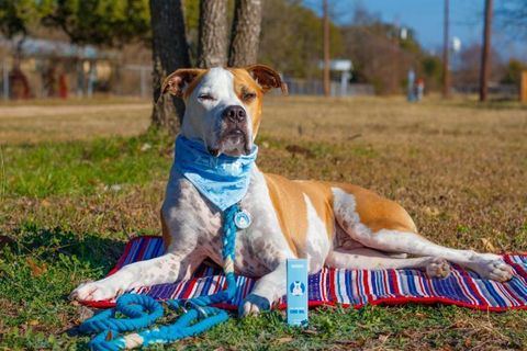 Dog Park Etiquette