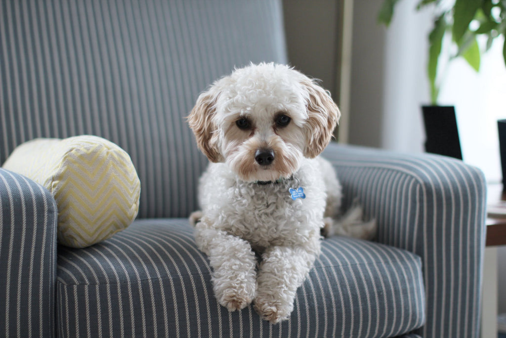 How to Meditate with Your Dog