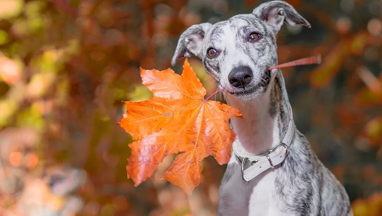 The Best Things to Do with your Dog this Fall