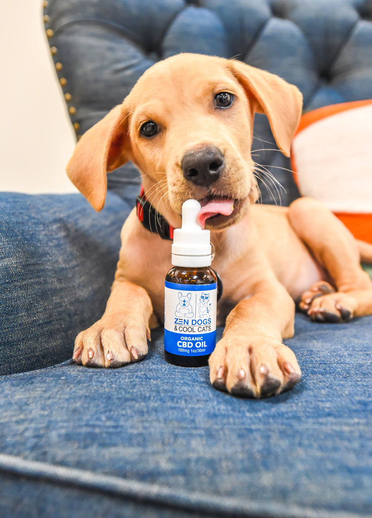 Can I Give CBD to my Puppy?