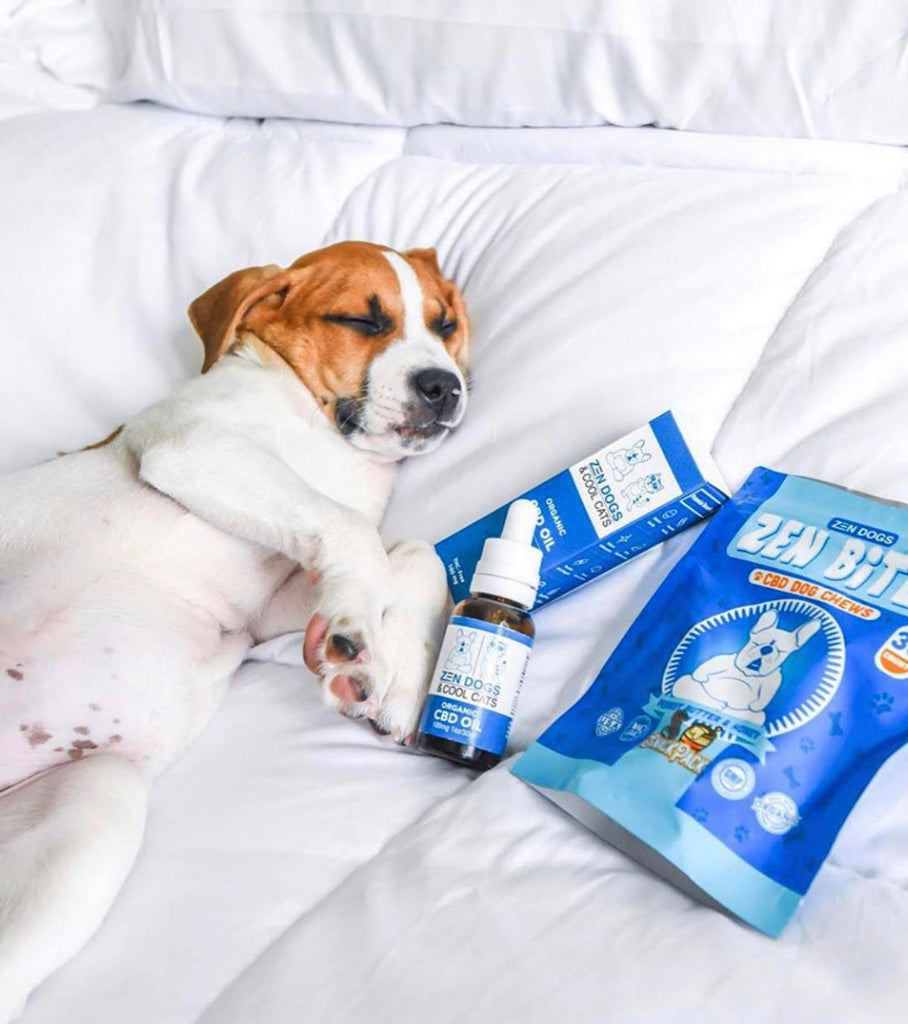 3 Ways To Get The Perfect Photo Of Your Dog