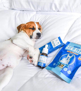 3 Ways To Get The Perfect Photo Of Your Dog